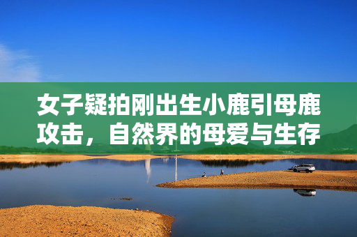 女子疑拍刚出生小鹿引母鹿攻击，自然界的母爱与生存法则