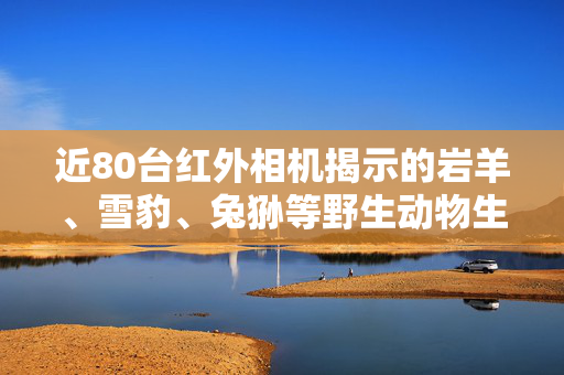 近80台红外相机揭示的岩羊、雪豹、兔狲等野生动物生态观察之旅