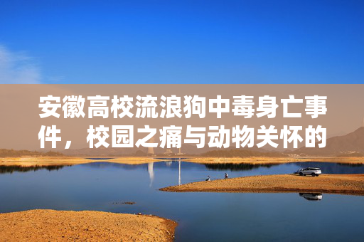 安徽高校流浪狗中毒身亡事件，校园之痛与动物关怀的反思