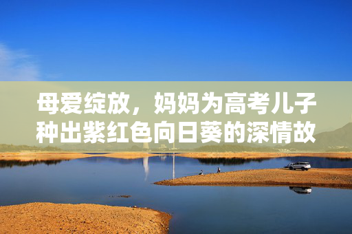 母爱绽放，妈妈为高考儿子种出紫红色向日葵的深情故事