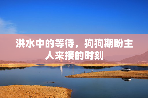 洪水中的等待，狗狗期盼主人来接的时刻