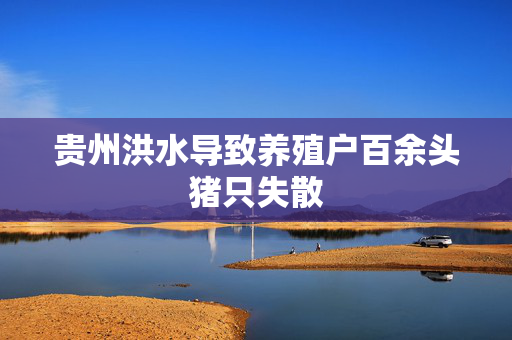 贵州洪水导致养殖户百余头猪只失散
