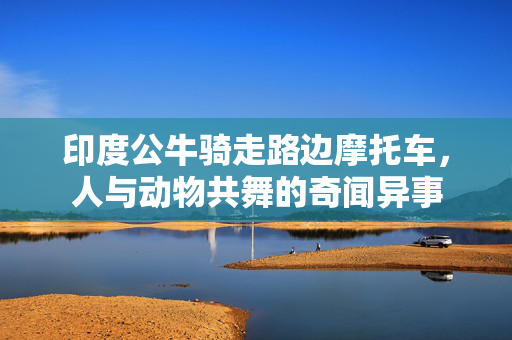 印度公牛骑走路边摩托车，人与动物共舞的奇闻异事