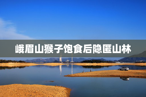 峨眉山猴子饱食后隐匿山林